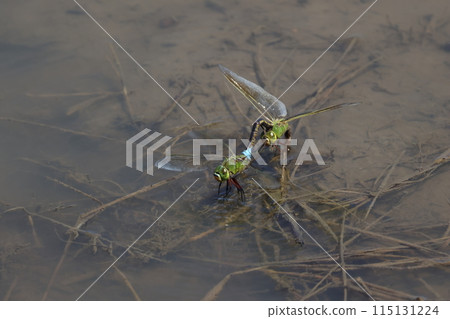 Gin Yamma who is laying eggs 115131224