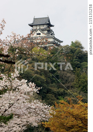 Cherry blossoms and Inuyama castle Cherry blossoms and Inuyama castle 115131258