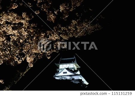 Cherry blossoms and Inuyama Castle night view Cherry blossoms and Inuyama Castle night view 115131259