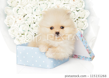 Cream Pomeranian Spitz Puppy Emerging from Box with White Roses Cream Pomeranian Spitz Puppy Emerging from Box with White Roses 115131268