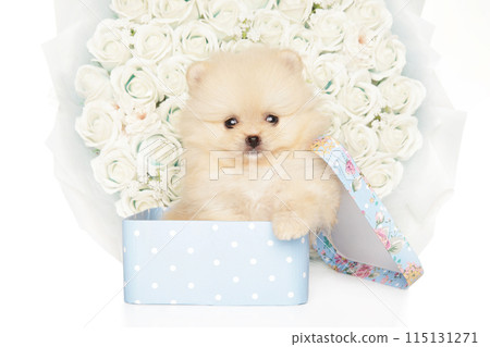 Cream Pomeranian Spitz Puppy Sitting in Basket Cream Pomeranian Spitz Puppy Sitting in Basket 115131271