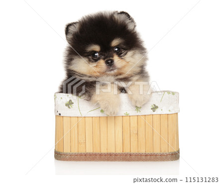 Pomeranian Spitz Puppy Sitting in Basket Pomeranian Spitz Puppy Sitting in Basket 115131283