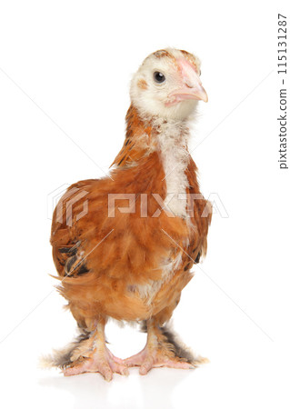 Curious Farm Chick A Fuzzy Portrait of New Life 115131287