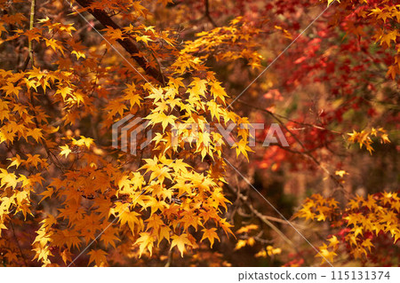 山梨縣川口湖的秋葉 115131374