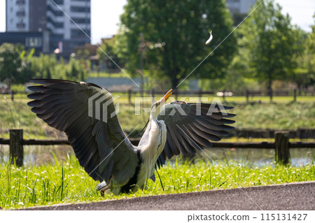 A heron receives a fish from a person in the air at a natural park 115131427