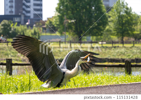 A heron receives a fish from a person in the air at a natural park 115131428
