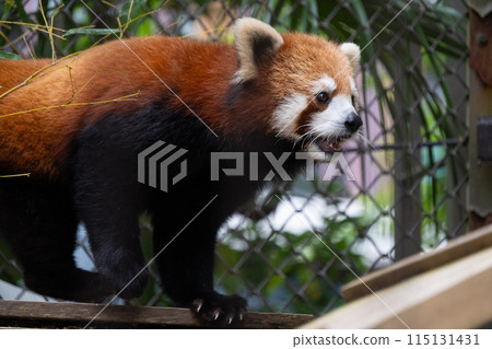 Lesser panda Lesser panda 115131431