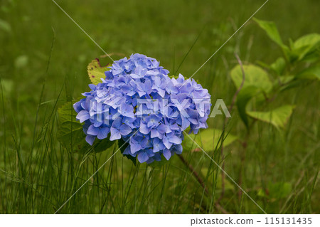 藍色繡球花 藍色繡球花 115131435