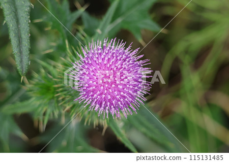 薊花 薊花 115131485