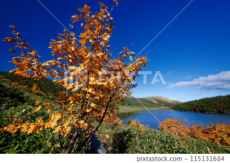 東山脈、鐮沼、富士山的紅葉 東山脈、鐮沼、富士山的紅葉 115131684