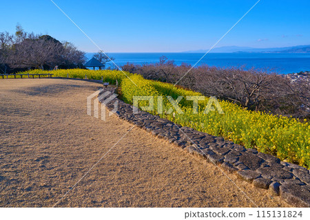 Spring view to the south from the observation deck at Azumayama Park in Ninomiya-cho, Naka-gun, Kanagawa Prefecture (Sagami Bay, the mountains of the Izu Peninsula, etc.) 115131824