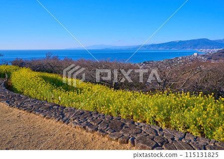 Spring view to the south from the observation deck at Azumayama Park in Ninomiya-cho, Naka-gun, Kanagawa Prefecture (Sagami Bay, the mountains of the Izu Peninsula, etc.) 115131825