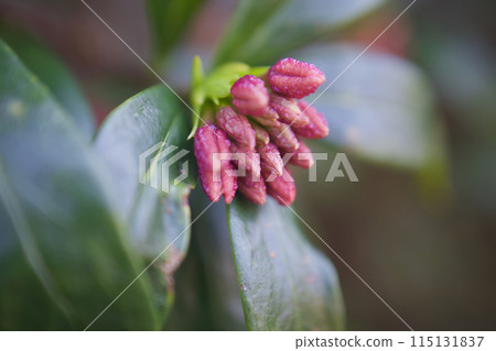 The buds of the wintersweet flower sleep until they bloom and release their fragrance. The flower's meanings are "eternity," "immortality," "immortality," and "glory," as well as the brilliance of evergreens. 115131837