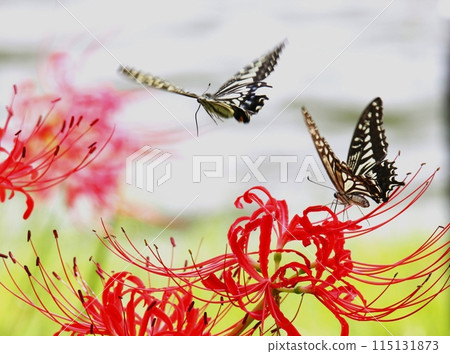 Cluster amaryllis Cluster amaryllis 115131873