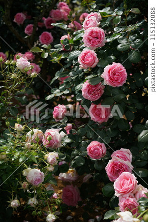 Roses in full bloom History 115132088