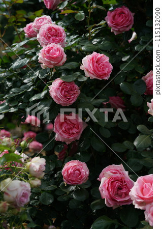 Roses in full bloom History 115132090