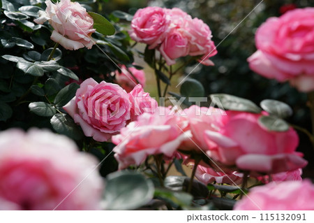 Roses in full bloom History 115132091