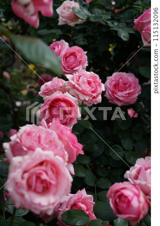 Roses in full bloom History 115132096