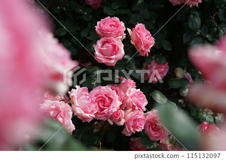 Roses in full bloom History 115132097