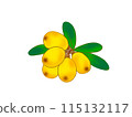 枇杷插圖 115132117
