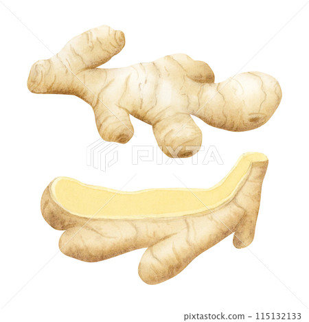 Simple ginger roots watercolor illustration set isolated on white background. Cooking spicy vegetable whole and cut for kitchen designs, cookbooks and organic products package 115132133