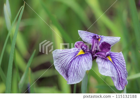 鳶尾花綻放出多種色彩，不斷撫慰著人們的心靈。 115132188
