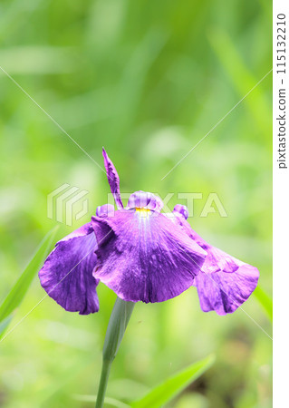 Colorful irises continue to bloom and soothe people's hearts 115132210