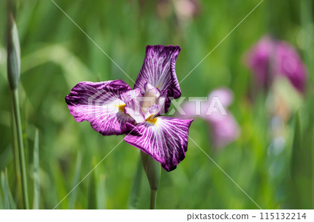 鳶尾花綻放出多種色彩，不斷撫慰著人們的心靈。 115132214