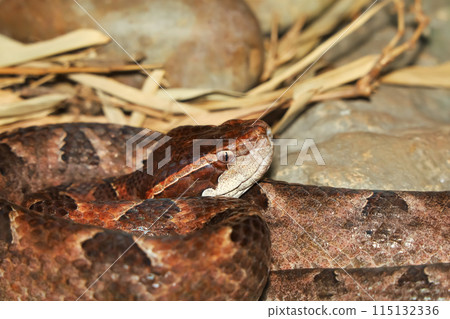 Close up Head Malayan pit viper snake is rest 115132336