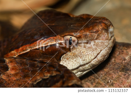 Close up Head Malayan pit viper snake is rest 115132337