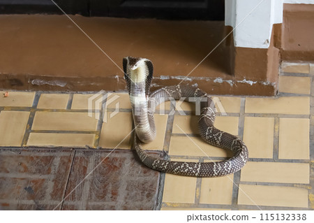 The Beautiful black Cobra snake on cement floor at thailand The Beautiful black Cobra snake on cement floor at thailand 115132338