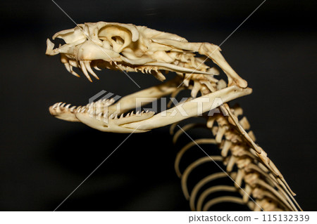 Close up  snake head bone on black background 115132339