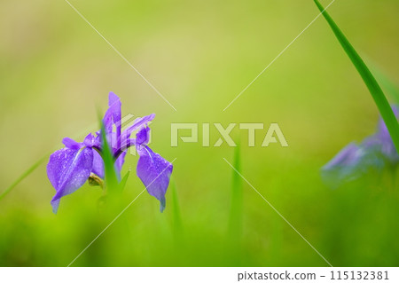 紅色鐵鏽花 115132381