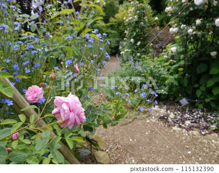 Rose Path (Hanana Garden) 115132390