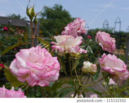 Rose Garden (Hanana Garden) Rose Garden (Hanana Garden) 115132502