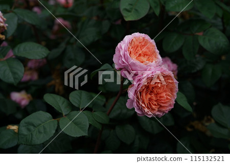 Roses in full bloom Eisvogel 115132521