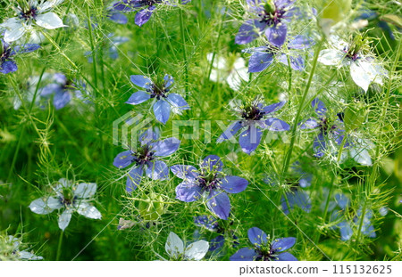 初夏風景：光下的單株黑種草白色和藍色花朵 115132625