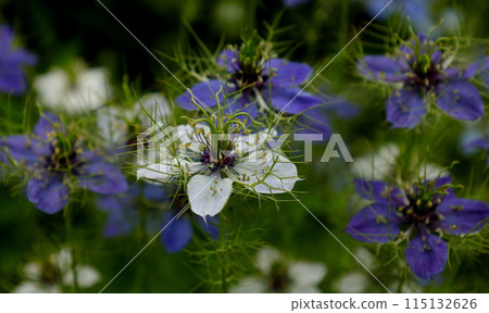 Fantastic landscape: single white and blue nigella flowers Fantastic landscape: single white and blue nigella flowers 115132626