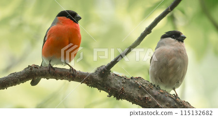 Male and female of bullfinches are perching on a tree branch Male and female of bullfinches are perching on a tree branch 115132682