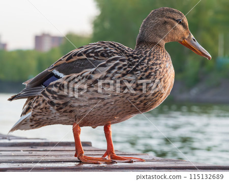 A female of mallard standing on the river bank. Close-up A female of mallard standing on the river bank. Close-up 115132689
