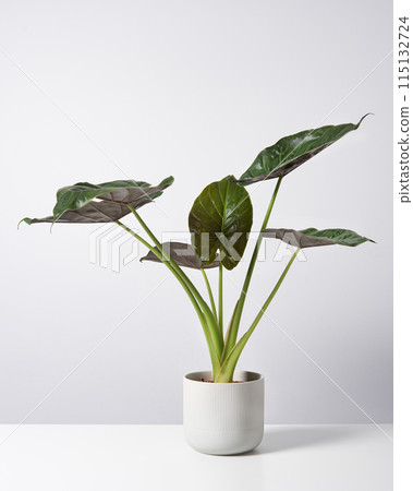 Alocasia montana tropical  plant in a white pot on a white background. Scandinavian style. Alocasia montana tropical  plant in a white pot on a white background. Scandinavian style. 115132724