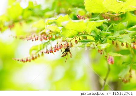 Flowers of Kohaze (Natsuhaze) and a paper wasp Flowers of Kohaze (Natsuhaze) and a paper wasp 115132761