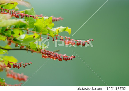 Flowers of Kohaze (Summer Haze) Flowers of Kohaze (Summer Haze) 115132762