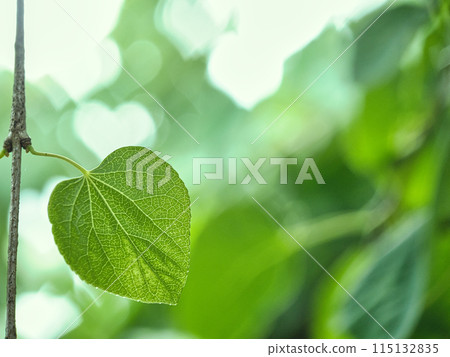 Bright green heart-shaped leaves Bright green heart-shaped leaves 115132835