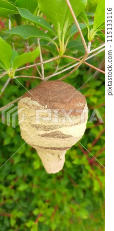 花園裡發現黃蜂巢 花園裡發現黃蜂巢 115133116