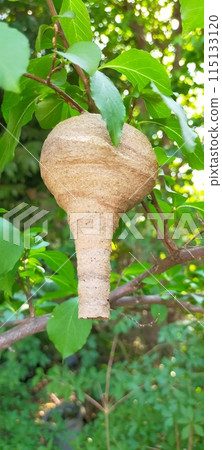 Wasp nest found in the garden Wasp nest found in the garden 115133120