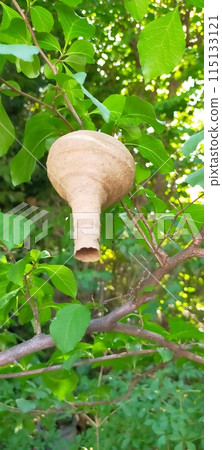Wasp nest found in the garden 115133121