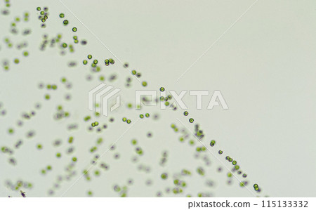 Green algae Tetraspora 115133332