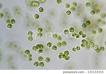 Green algae Tetraspora 115133333