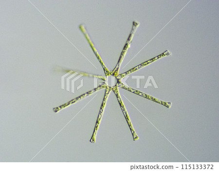 Diatom Star-shaped diatom 115133372